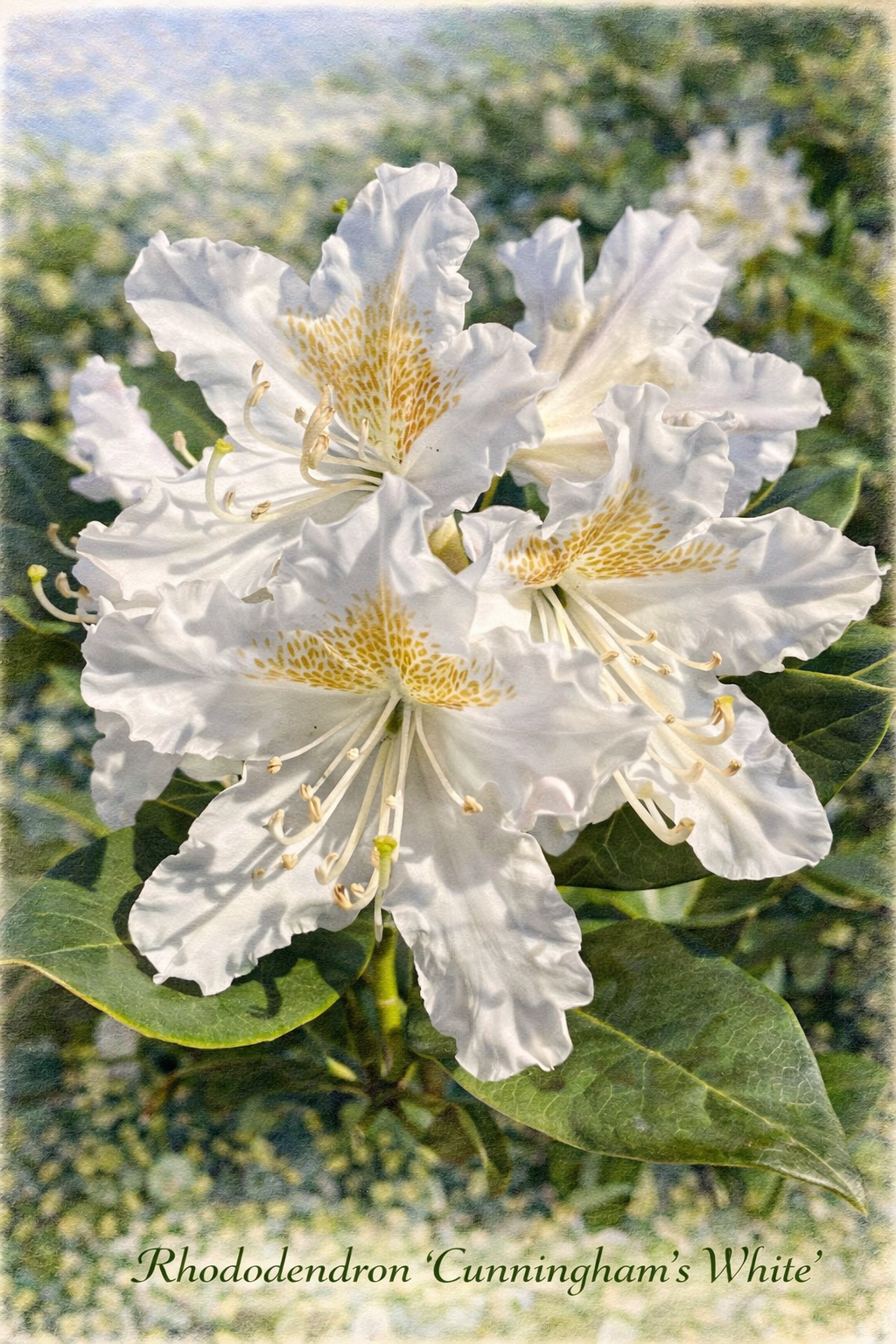 Cunningham's White.png